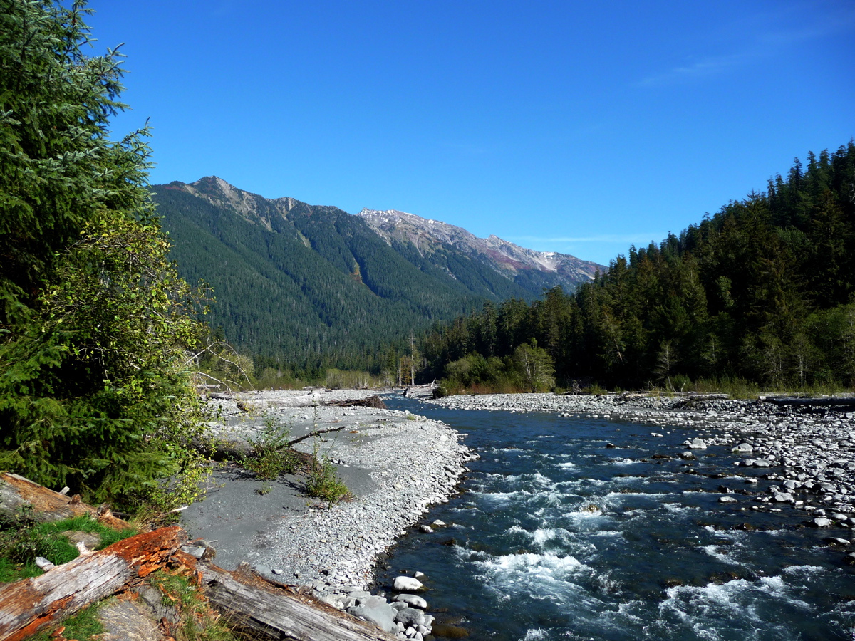 Alan's Pictures: Washington » Hoh River Trail » hoh_rainforest_-_15.jpg